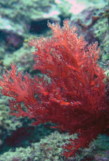 Red Algae Extract