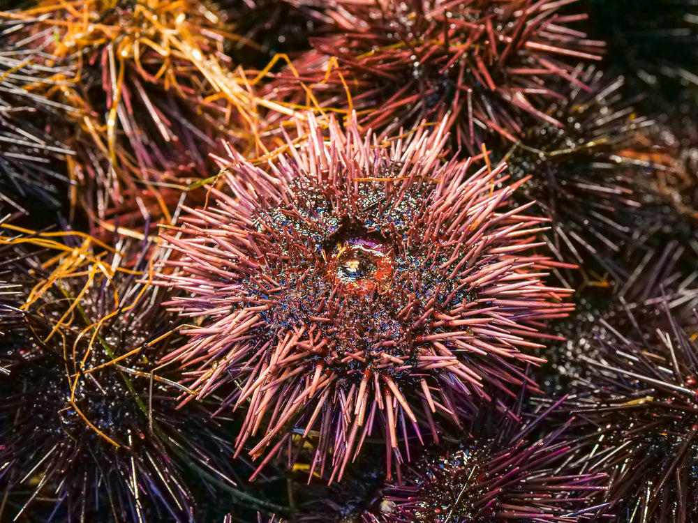 Reducing Urchin Pressure