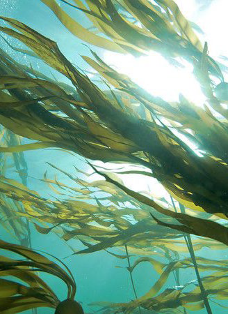 Sugar Kelp Extract