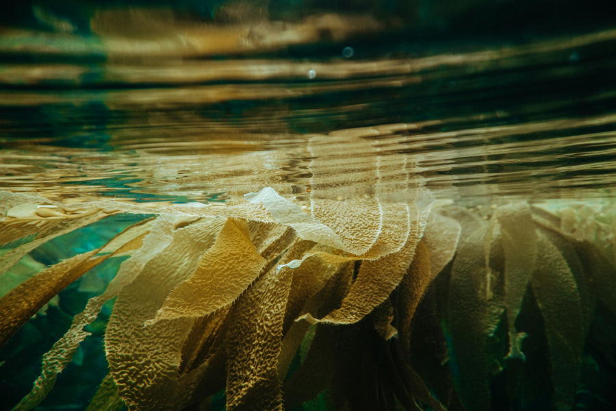 Kelp Reforestation